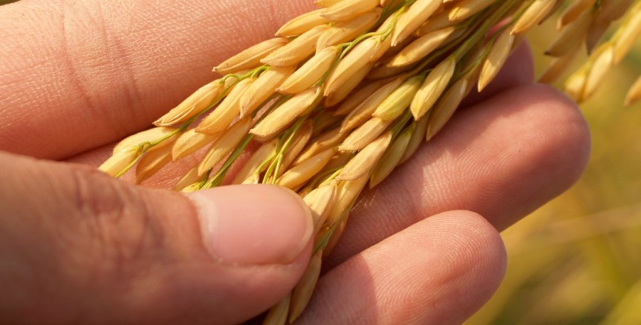 agriculture-asia-autumn-236473